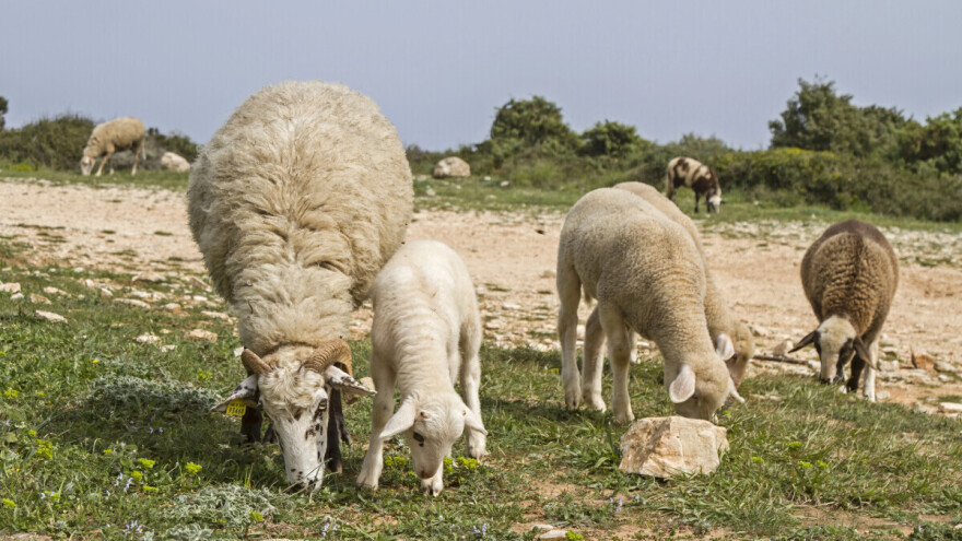 U Hrvatskoj prvi put potvrđena kuga malih preživara