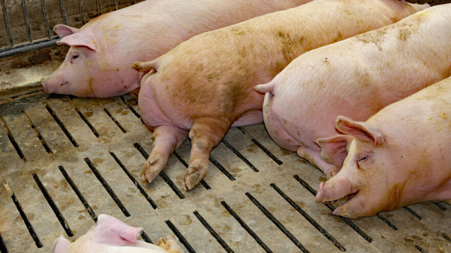 Eutanazija svinja gušenjem i kuvanjem na 120 stepeni?