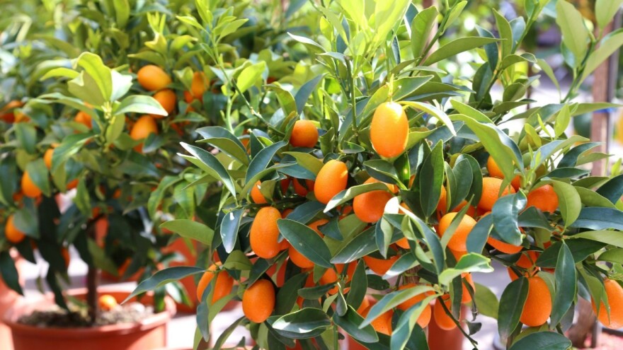 Kako uzgajati kumkvat - moguće je i u stanu ili kući?
