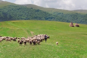 Čuvati ovce - ni lako ni dobro plaćeno?
