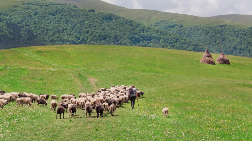 Čuvati ovce - ni lako ni dobro plaćeno?