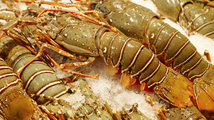 Organizovani kriminal: Ukradena pošiljka jastoga vredna 400.000 dolara