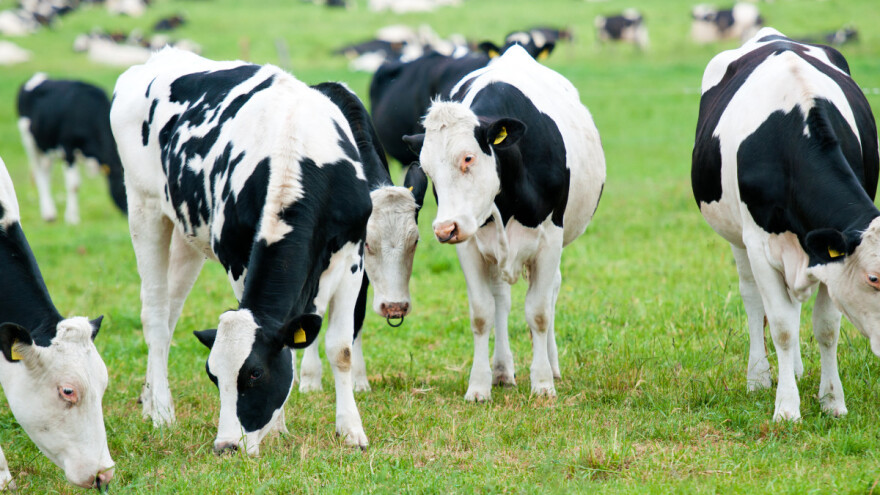 Koje pripreme obaviti pred proljetnu pašu - za zdraviju stoku i kvalitetnije mlijeko?