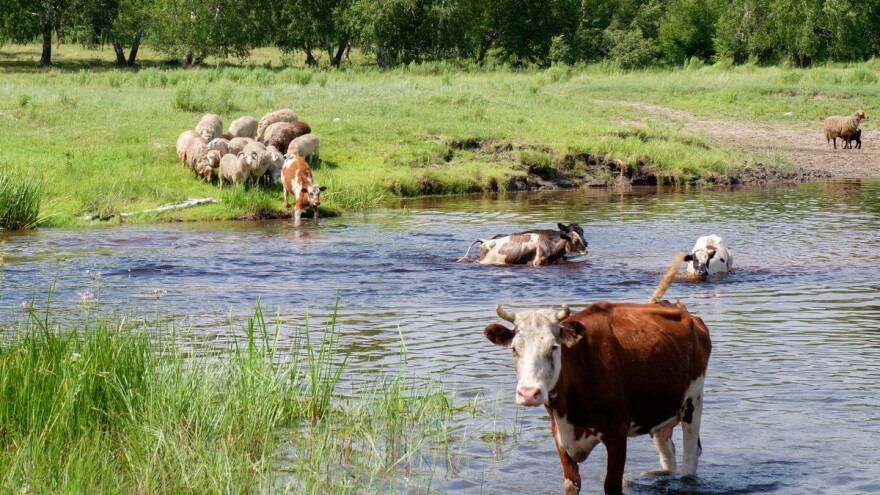 Vlažna staništa nestaju tri puta brže nego šume