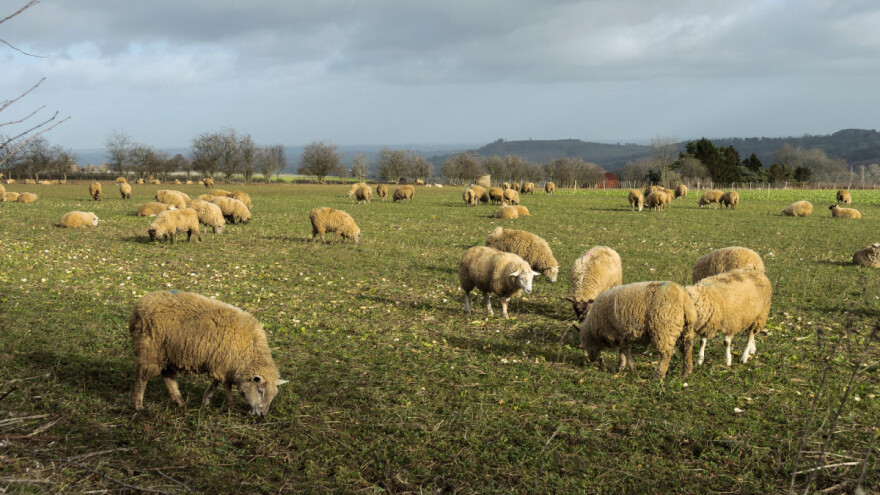 Otvoreno je savjetovanje o provođenju natječaja za zakup zajedničkih pašnjaka