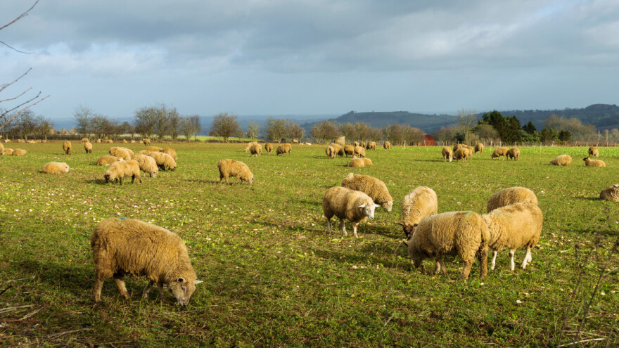 Starici s pašnjaka ukrali ovce i janjce