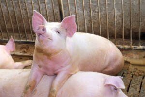 Prasetina nadmašila janjetinu, cjenovno "zaprijetila" i teletini