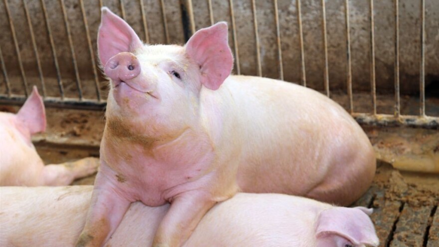 Prasetina nadmašila janjetinu, cjenovno "zaprijetila" i teletini