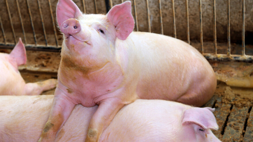 Nemačka se i dalje rešava zaliha svinja, ali cene rastu?
