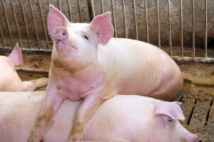 Prodaja svinja: Koje su procedure kada imate ugovorenog kupca?