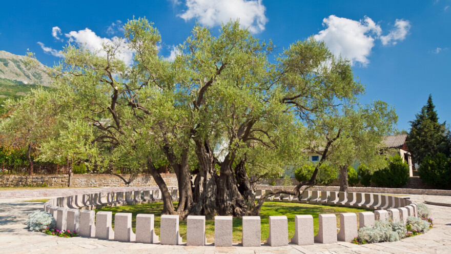 Komšije spašavaju "majku svih maslina", zaštićeno stablo guše podzemne vode?