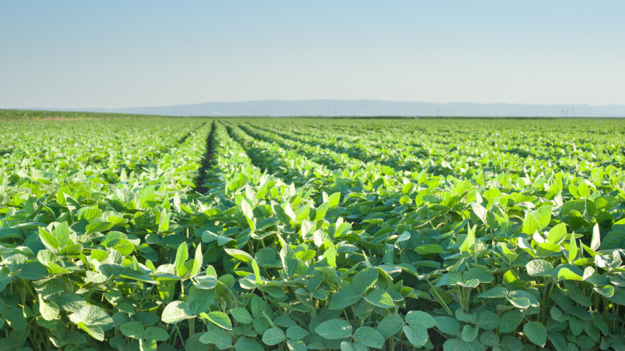 Štetnici u soji i kako ih se riješiti