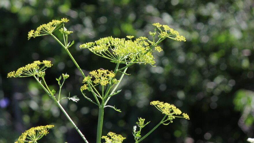 I ljekovit i opasan - ne dirajte pastrnjak po suncu