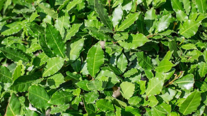 Jesen je idealna za sadnju lovora - na otvorenom i u posudama