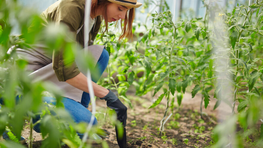 Zašto bi studenti poljoprivrede trebali potražiti iskustvo u inostranstvu