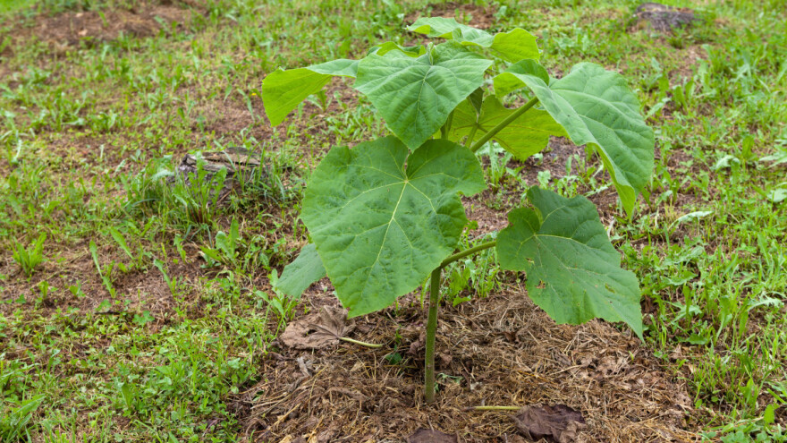 Uzgoj paulovnije - rezidba, zalijevanje, cvjetanje