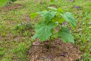 Uzgoj paulovnije - rezidba, zalivanje, cvetanje