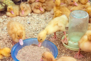 U Bugarskoj eutanazija 160.000 pataka, a bavarske farme u karantinu