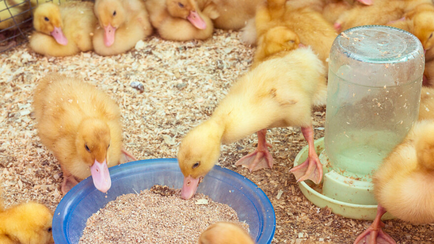 U Bugarskoj eutanazija 160.000 pataka, a bavarske farme u karanteni