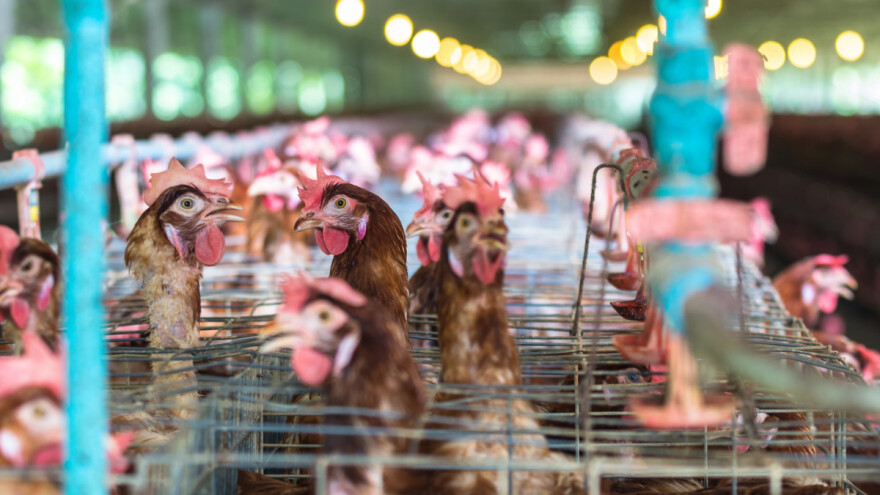 U tijeku je otprema peradi, 150.000 kokoši s farme Lukač bit će zaklano u Poljskoj
