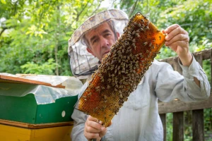 U augustu pripremite pčelinja društva za narednu sezonu