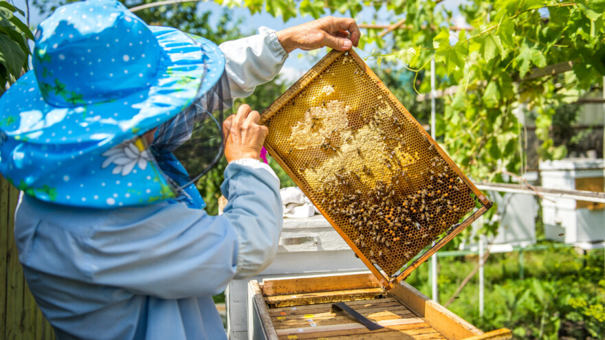 Postani pčelar/ka: Nikad nije kasno, prijavi se na edukaciju i stekni potrebna znanja!