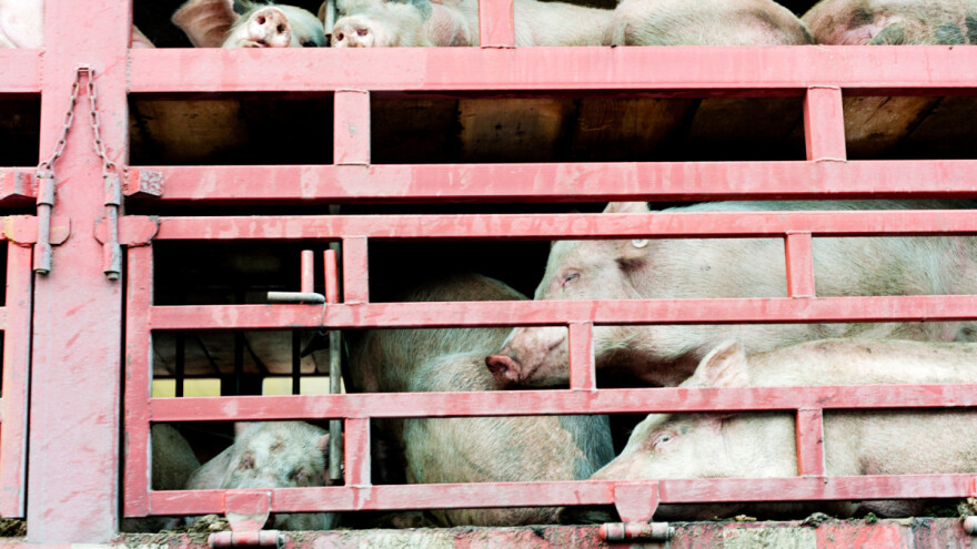 EU osniva istražni odbor za ispitivanje kršenja pravila u transportu živih životinja