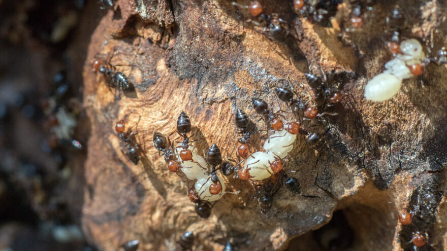 Pčelinji med dobio konkurenciju?