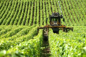 Prodaju se vinogradi u Stocu vrijedni skoro 630.000 KM