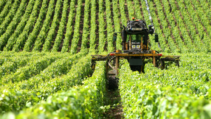 Prodaju se vinogradi u Stocu vrijedni skoro 630.000 KM