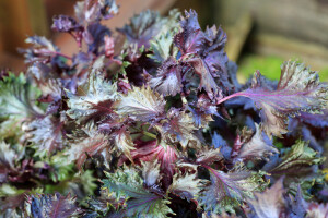 Shiso ili crna kopriva se jednostavno uzgaja u svakom domu ili vrtu