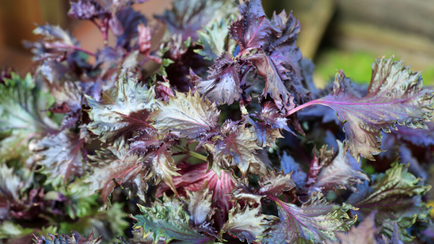 Vrtna kopriva se jednostavno uzgaja u svakom domu ili bašti