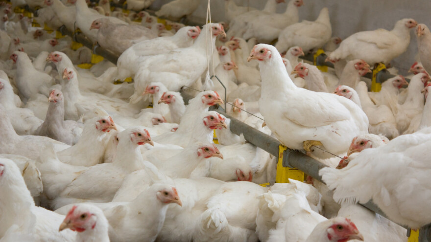 Tovljači brojlera pitali ostaju li bez izvanredne potpore, evo što kaže APPRRR