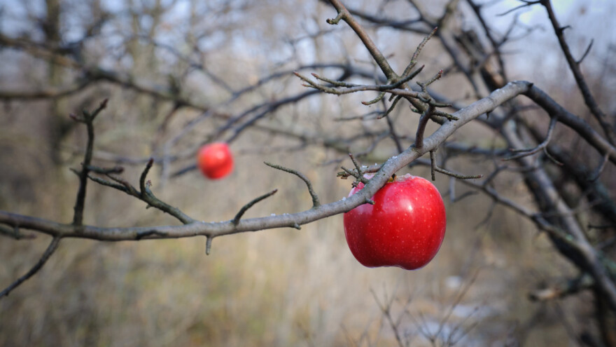 Spremite voćnjake, stiže snijeg!