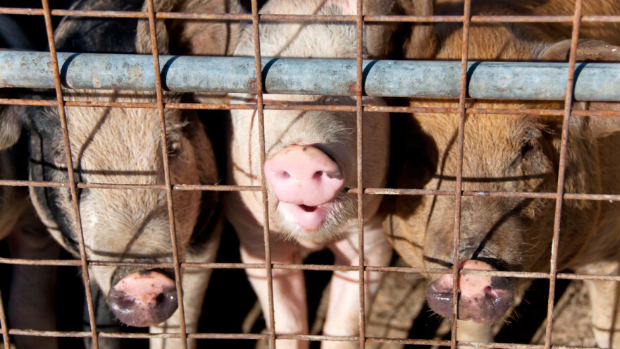 Od 2027. nema više uzgoja životinja u kavezima? EP traži zakonodavni okvir