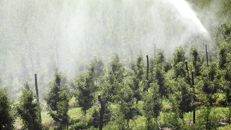 Orošavanje ili "kap po kap" - čime je bolje navodnjavati voćke?