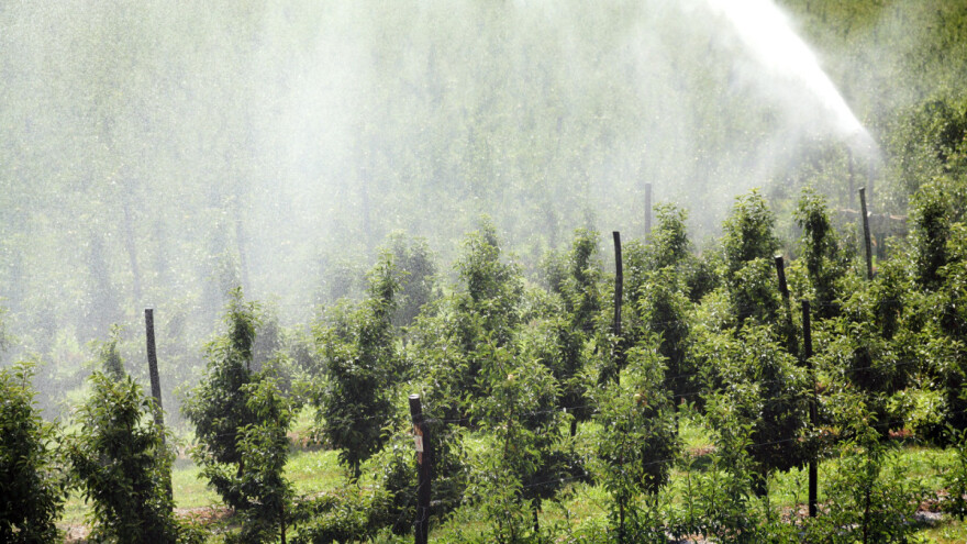 Orošavanje ili "kap po kap" - čime je bolje navodnjavati voćke?