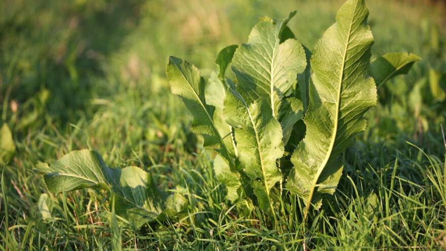 Kako spriječiti širenje hrena u vrtu i dvorištu?