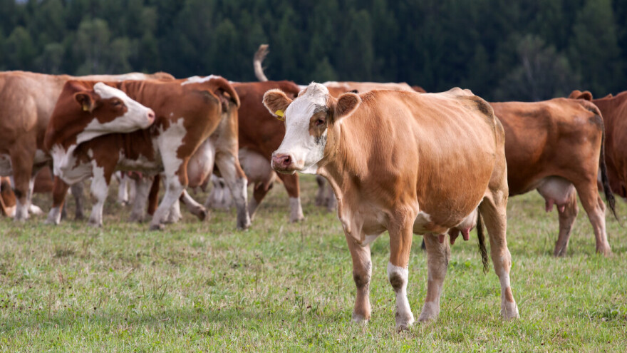 Stočarstvo najrazvijenija poljoprivredna grana u Čoki