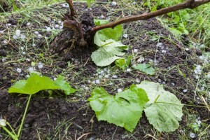 Snažna tuča uništila između 600 i 800 hektara vinograda