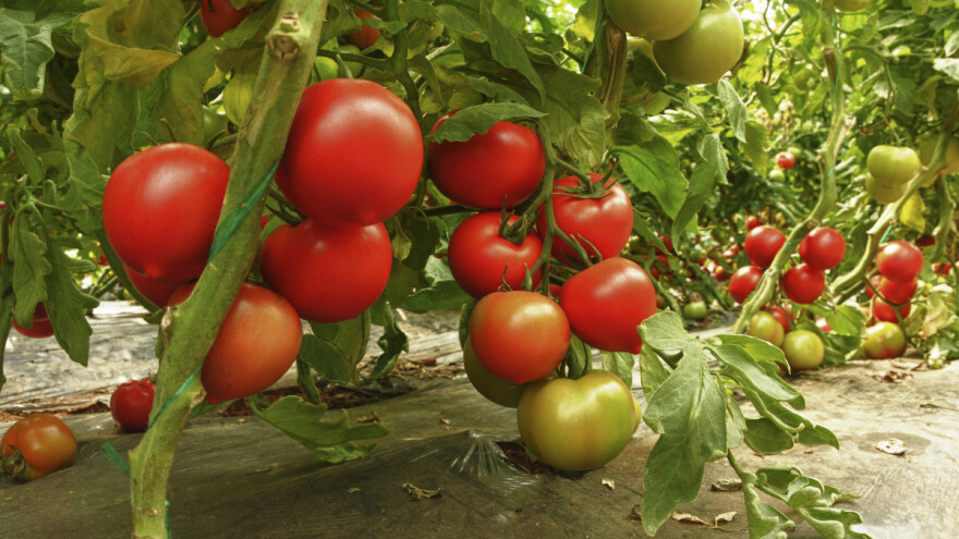 Nova sorta rajčice daje i do 71 tonu po hektaru