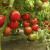 Nova sorta paradajza daje i do 71 tonu po hektaru