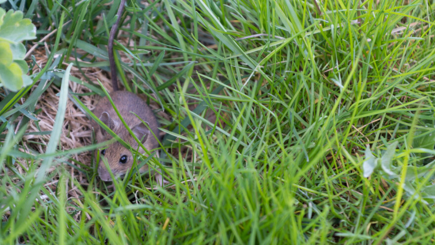 Toplo vreme "aktiviralo" glodare na usevima. Mere suzbijanja?