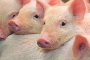 Posjetite predavanja o uzgoju teladi i hranidbi svinja!