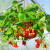 Viseće jagode apsolutni hit proljeća - voće s balkona