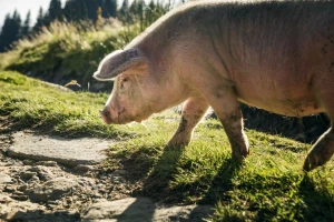 Uzgajati sitnu stoku za svoje potrebe u vremenu kada su samo troškovi izvesni?