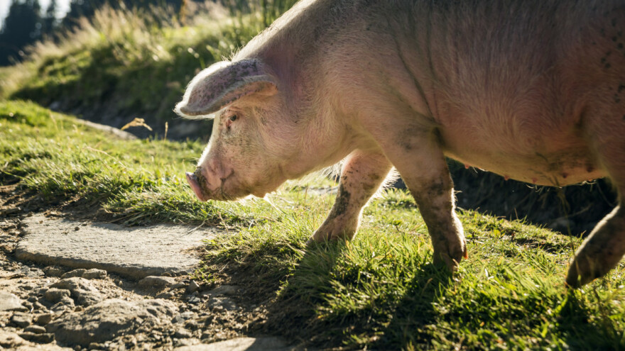 Uzgajati sitnu stoku za svoje potrebe u vremenu kada su samo troškovi izvesni?