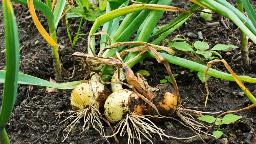 Plamenjača luka: April je pogodan mjesec za pojavu parazita