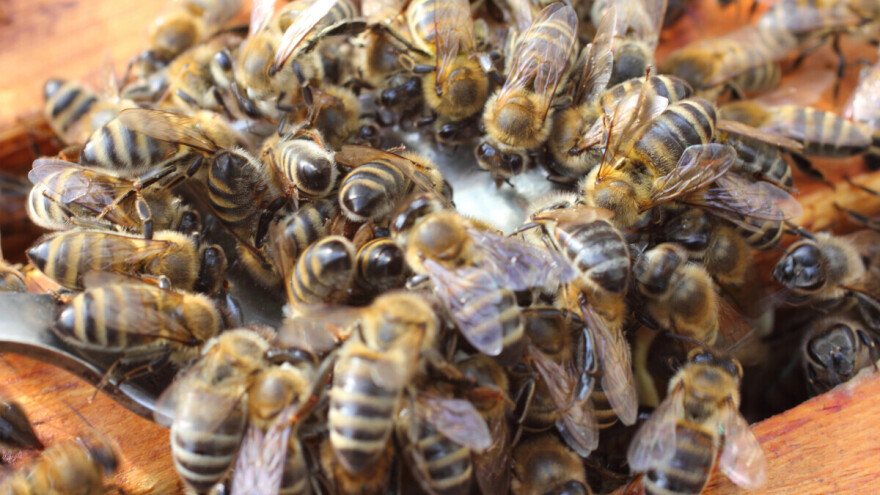 Ne hranite pčele šećerom. Evo i zbog čega