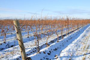 Najvažniji radovi u vinogradu tijekom zimskog razdoblja
